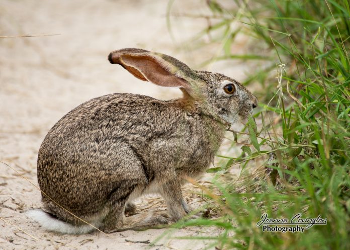 2b Zigzagging hot rod1 Joanna Covington