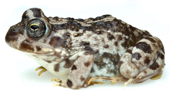 Cape sand frog