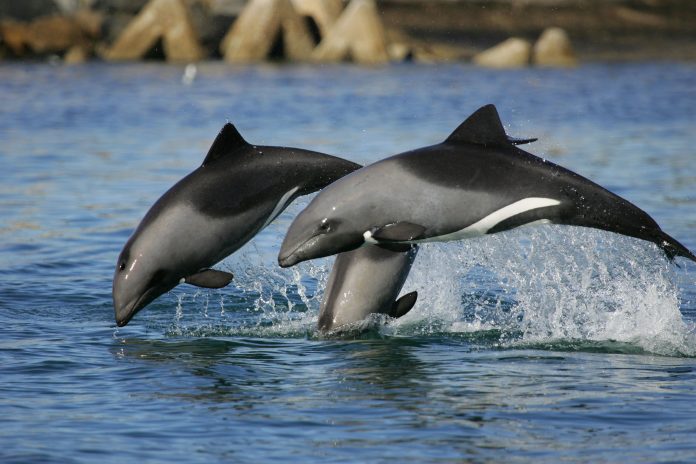 Heaviside's dolphins