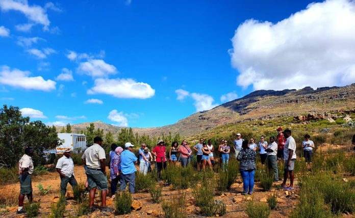 Skimmelberg Rooibos Tea Tour