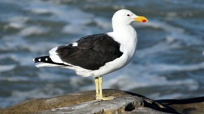Kelp Gull