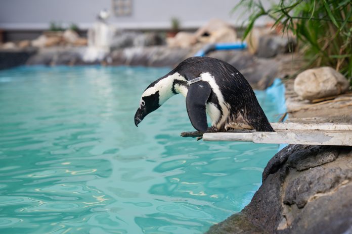 Penguin rescue at SANCCOB